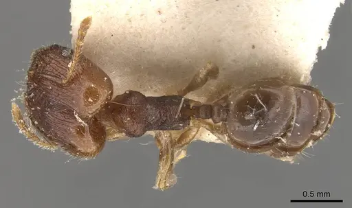 Pheidole bruchella specimen