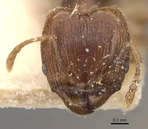 Pheidole bruchella specimen