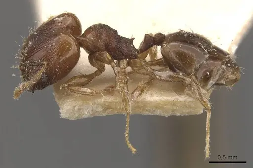 Pheidole bruchella specimen