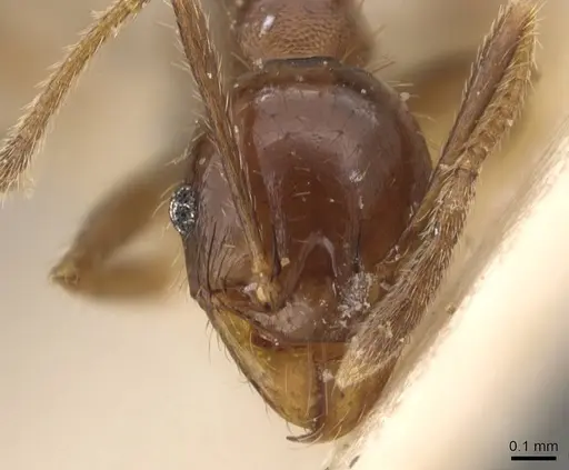 Pheidole bruchi specimen