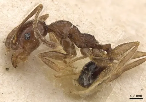 Pheidole bruchi specimen