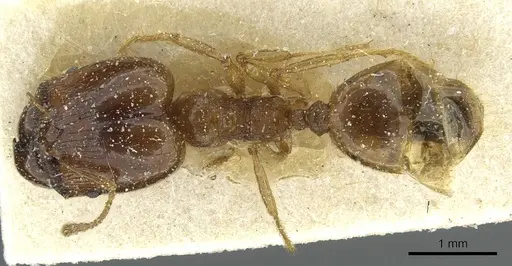 Pheidole brunnescens specimen