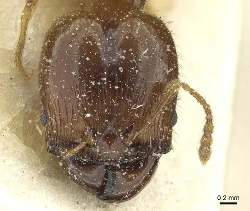Pheidole brunnescens specimen
