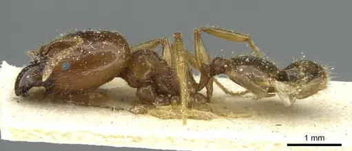 Pheidole brunnescens specimen