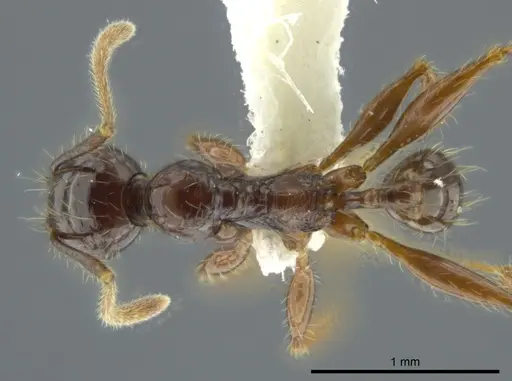 Pheidole bucculenta specimen