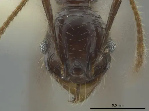 Pheidole bucculenta specimen