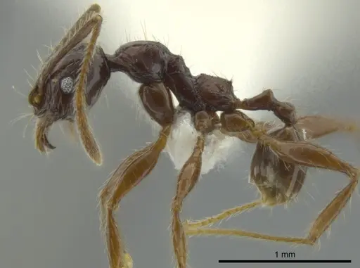 Pheidole bucculenta specimen