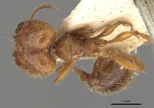 Pheidole bucculenta - CASENT0908176