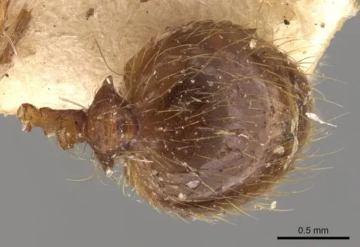 Pheidole bucculenta - CASENT0908176