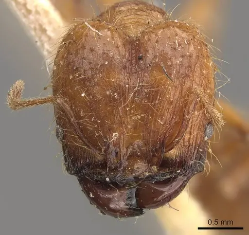 Pheidole bucculenta - CASENT0908176