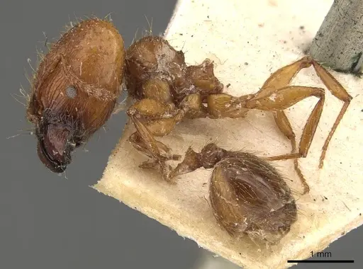 Pheidole bucculenta - CASENT0908176
