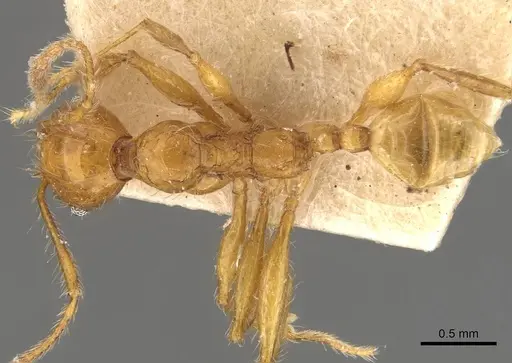 Pheidole bucculenta - CASENT0908177