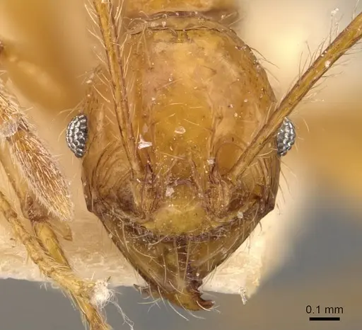 Pheidole bucculenta - CASENT0908177
