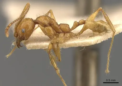 Pheidole bucculenta - CASENT0908177