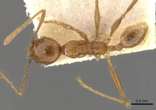 Pheidole bucculenta - CASENT0908178