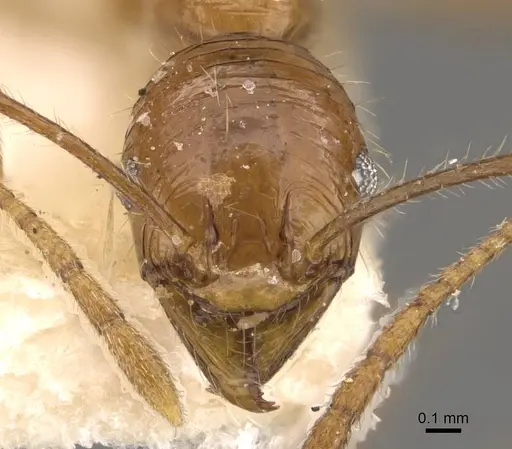 Pheidole bucculenta - CASENT0908178