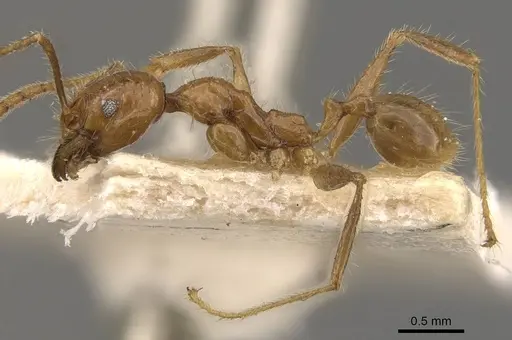 Pheidole bucculenta - CASENT0908178