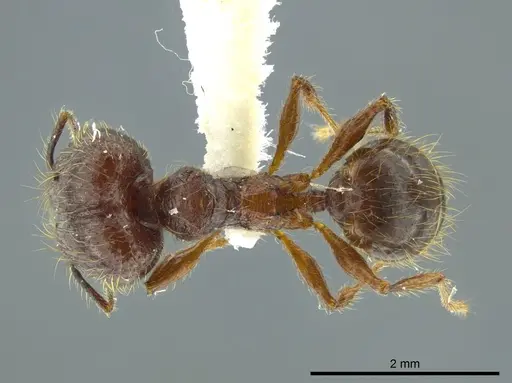 Pheidole bucculenta - JTLC000016331