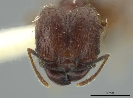 Pheidole bucculenta - JTLC000016331
