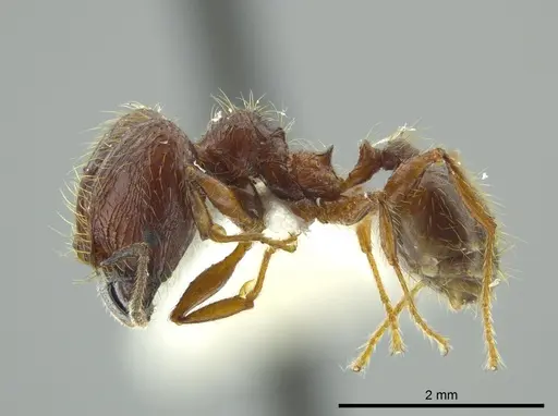 Pheidole bucculenta - JTLC000016331