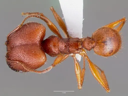 Pheidole buchholzi specimen
