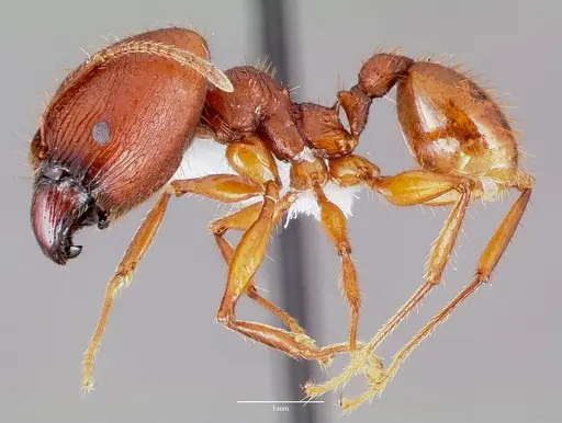 Pheidole buchholzi specimen