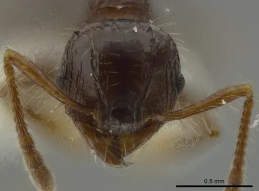 Pheidole bufo specimen