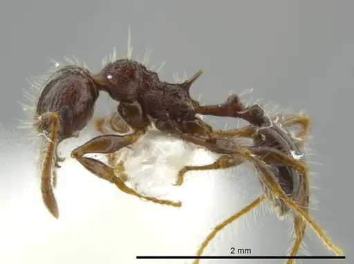 Pheidole bufo specimen
