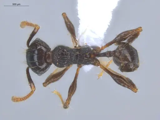 Pheidole bufo - ECOFOG-KOT23-0293-08