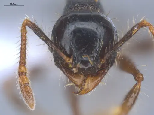 Pheidole bufo - ECOFOG-KOT23-0293-08