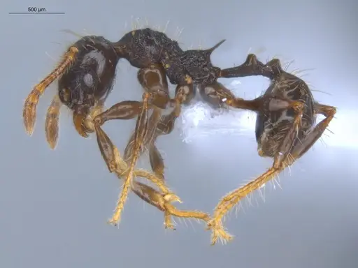 Pheidole bufo - ECOFOG-KOT23-0293-08