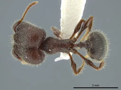 Pheidole bufo - JTLC000016332