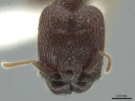 Pheidole bufo - JTLC000016332