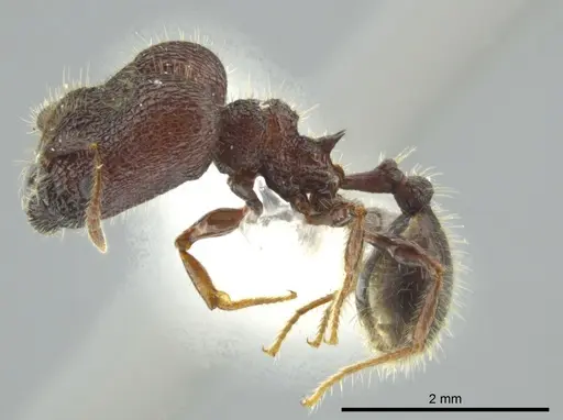 Pheidole bufo - JTLC000016332