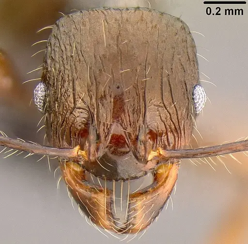 Pheidole bula specimen