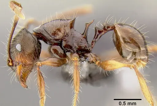 Pheidole bula specimen
