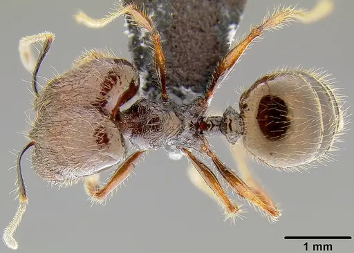 Pheidole bula - CASENT0171113
