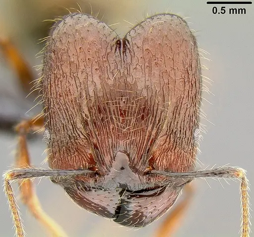 Pheidole bula - CASENT0171113