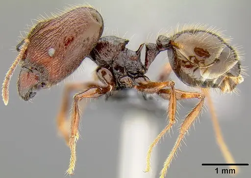 Pheidole bula - CASENT0171113