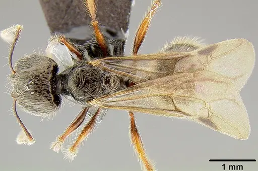 Pheidole bula - CASENT0171114