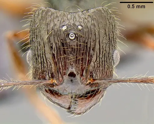 Pheidole bula - CASENT0171114