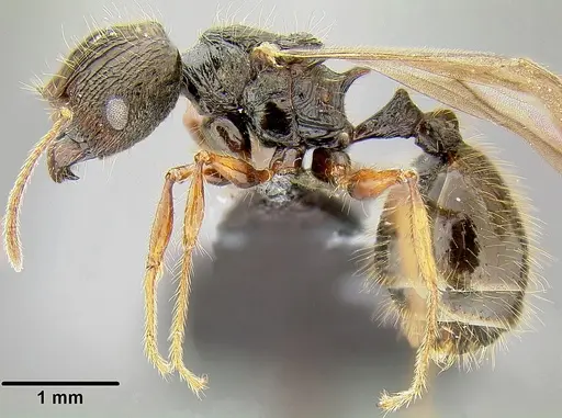 Pheidole bula - CASENT0171114