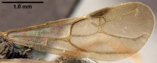 Pheidole bula - CASENT0171114