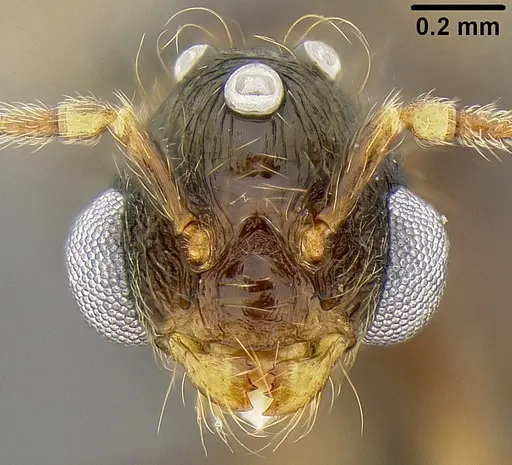 Pheidole bula - CASENT0171115