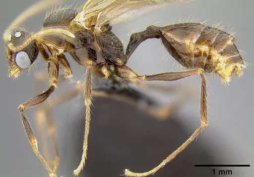 Pheidole bula - CASENT0171115
