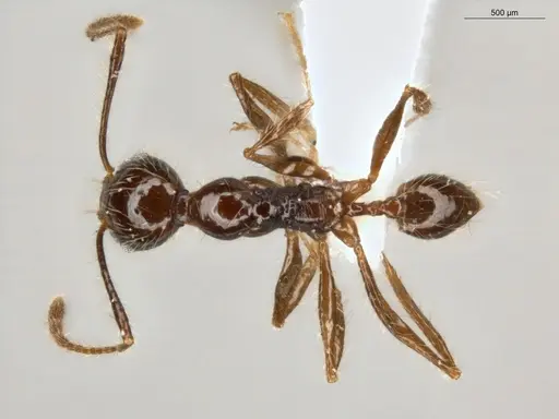 Pheidole bulliceps specimen
