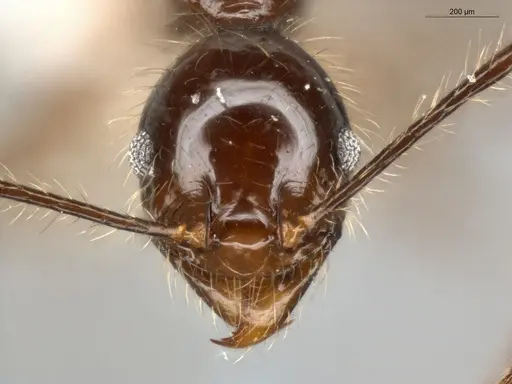 Pheidole bulliceps specimen