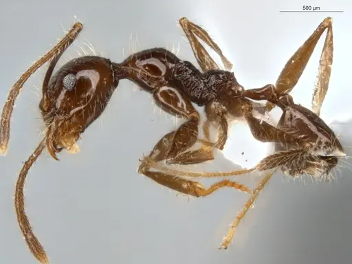 Pheidole bulliceps specimen
