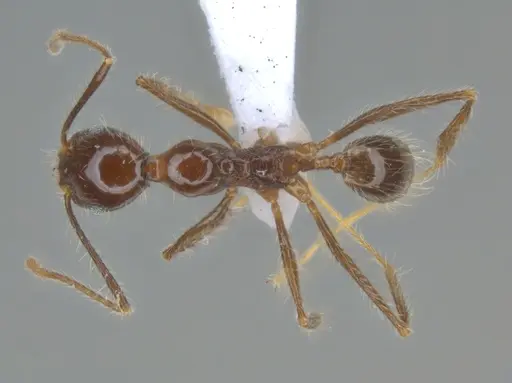 Pheidole bulliceps - ECOFOG-MI15-0153-18