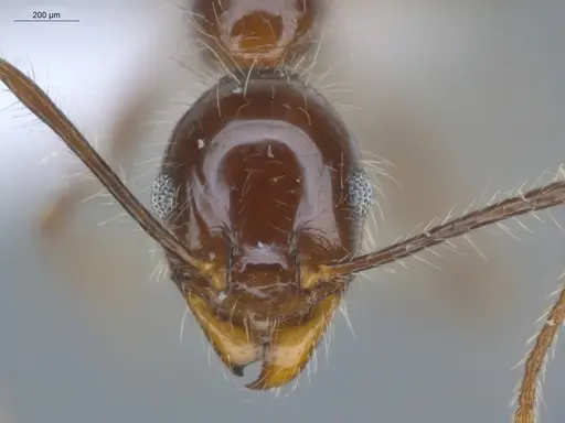 Pheidole bulliceps - ECOFOG-MI15-0153-18